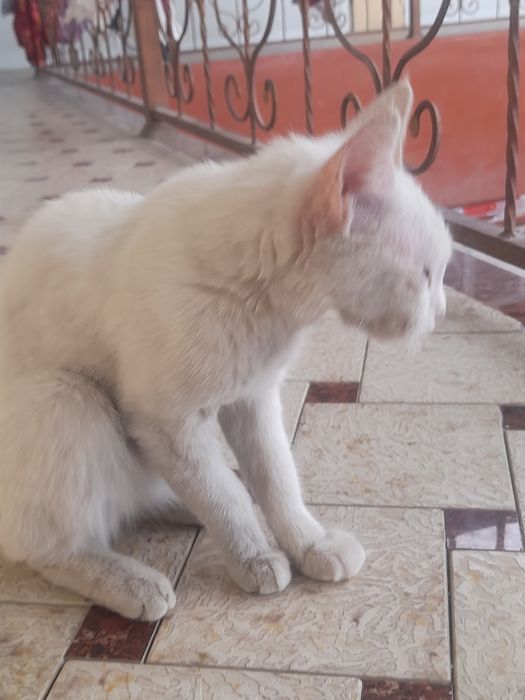 Mushuk 5 yarim 6 oyli