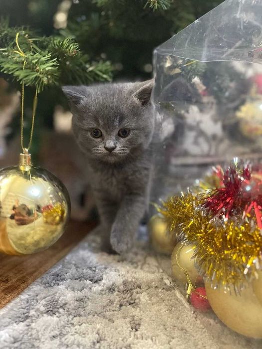 Продаются породистые котята шотландские фолд и страйт