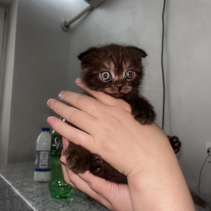 Шотландский котята