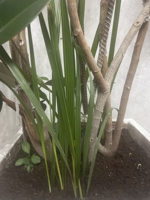 Фикус эластика, фикус каучуковый