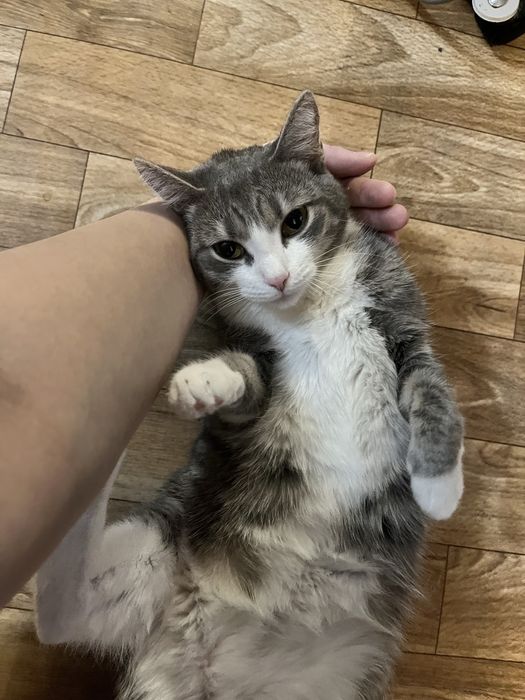 отдам кошку полтора года