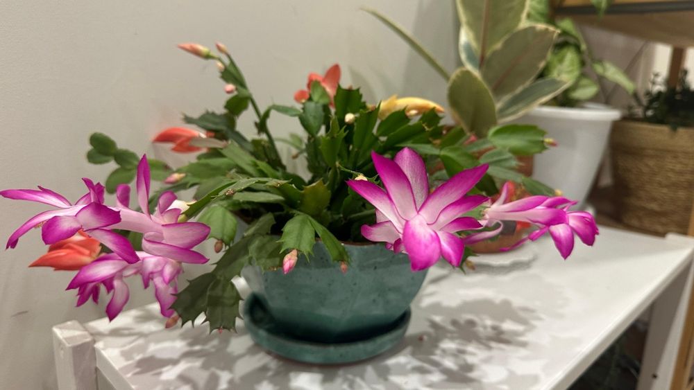 Продам микс "декабристов", 6 разных