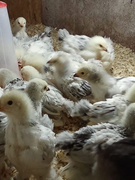 Pui de gaina brahma herminat deschis