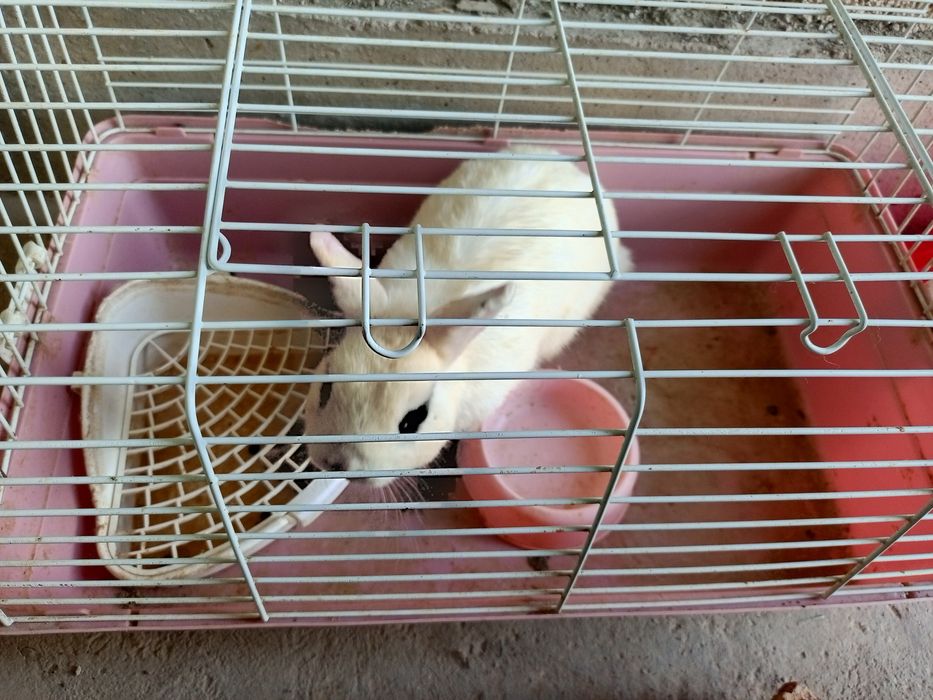 O'g'il bola quyon