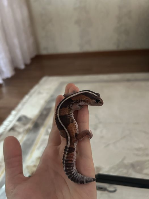 Гемитикониксы пара