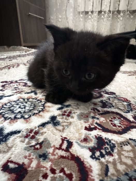 Шотландский котенок