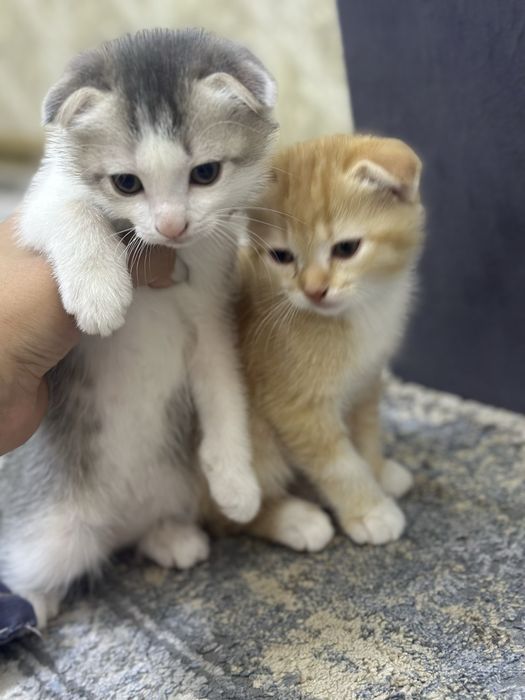 Вислоухие котята