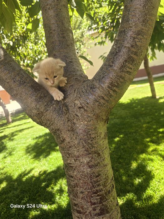 Котята редких окрасов: золотые шиншиллы, кремовые, серебристые- 2 мес