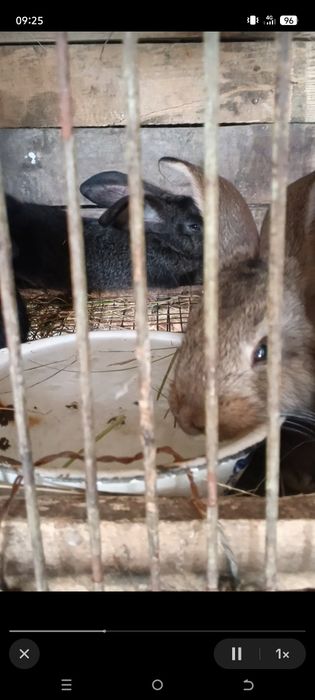 Продам крольчат Фландер