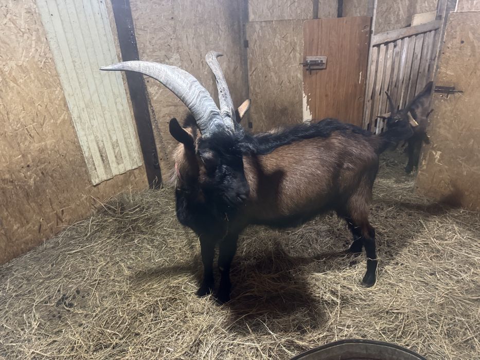 Асыл тұқымды теке.