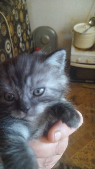 Отдам даром котят