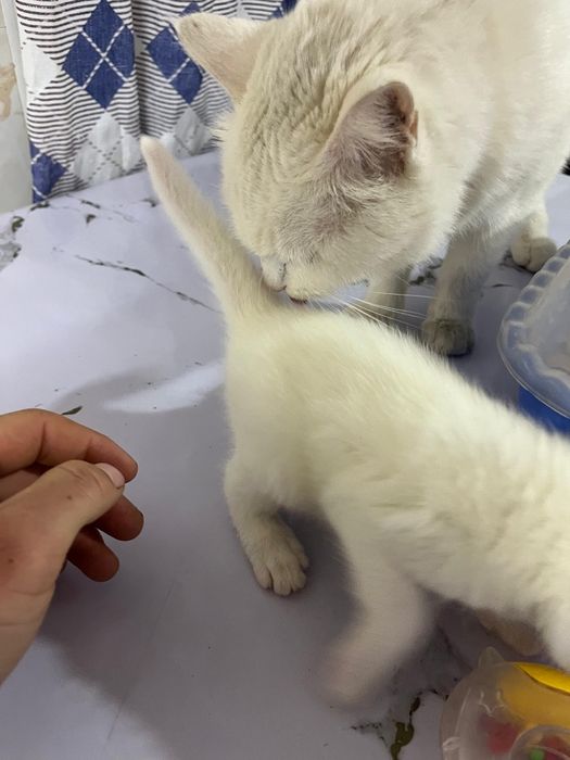 Ангора белая кошка