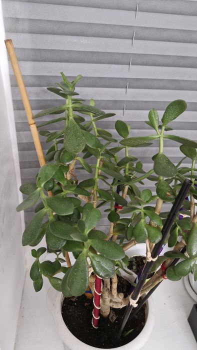 Денежное дерево.