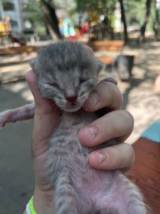 Отдам котят , мама пропала (((