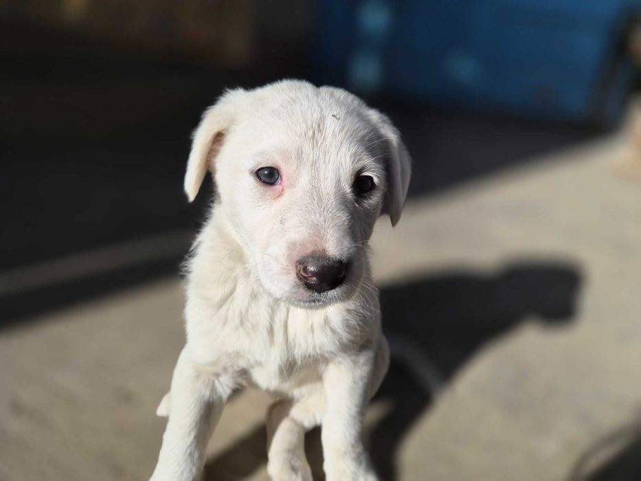 Catelus alb stramos labrador metis de donat!
