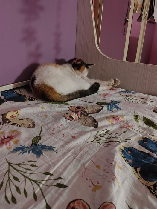 Pisică calico dată către adopție