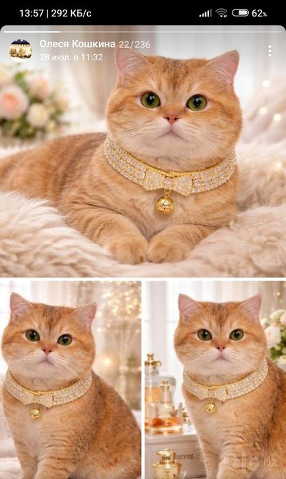 Вязка  кота -золотоШиншилла