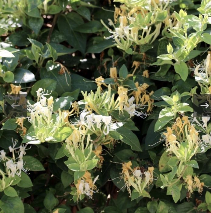 Caprifoi,  Mănâncă Maicii Domnului , Glicina