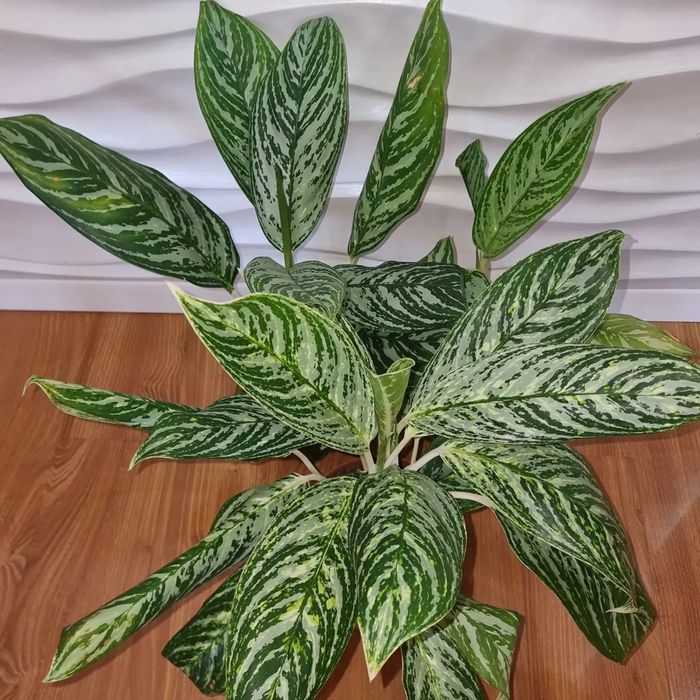 Цветы комнатные Аглаонемы