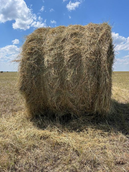 Продам сено свежего покоса