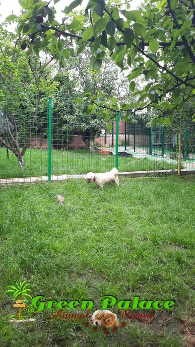 Pensiune Câini și pisici Iași