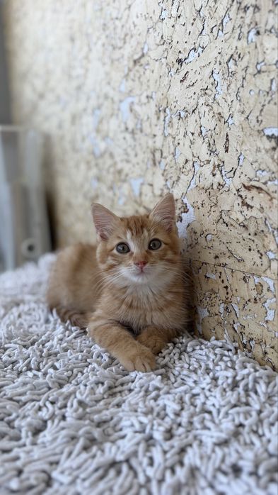 Котенок, мальчик, 3 месяца