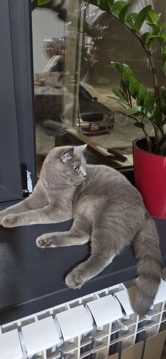 Продам кота.мальчик