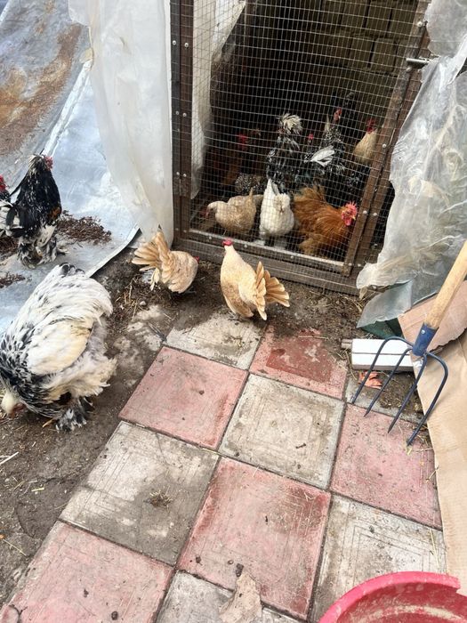 Хорозча Сбрайтлар сотилади