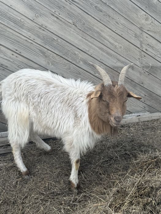 Коза ешки продам