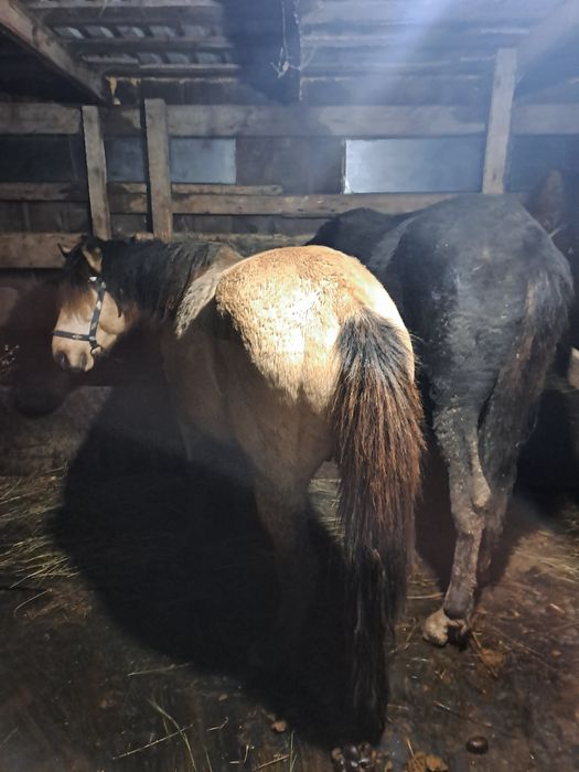 Айғыр жорға 650 тыс