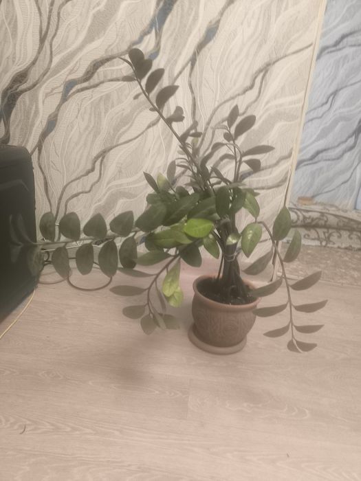 Продам цвет долларовое дерево