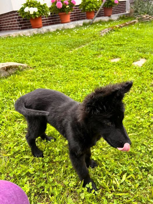 Cățeluș spre adopție