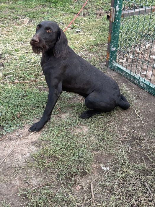 В продаже Дратхаар сука