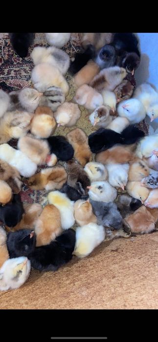 Pui de găină țărănești de la găini crescute liber