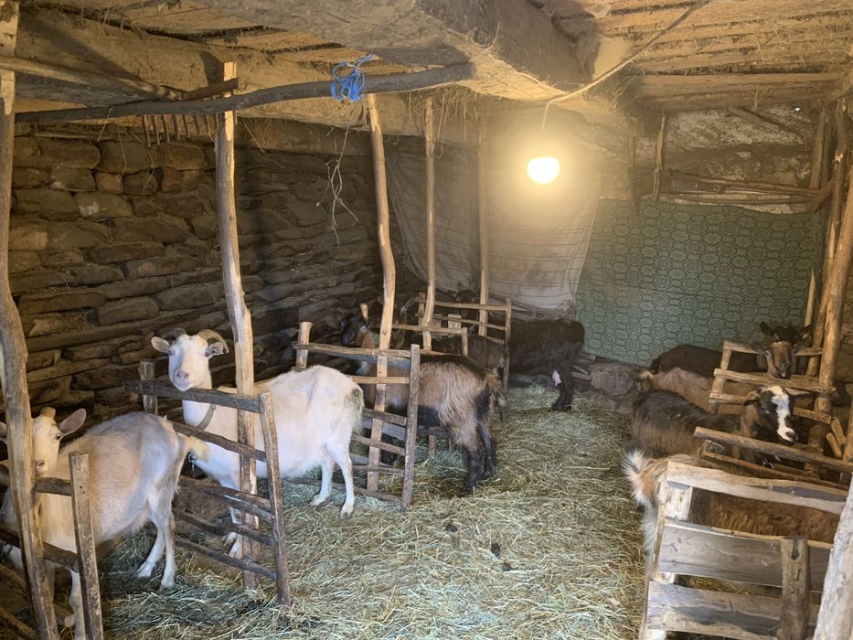 Vând iezi și capre alpine și nemțești și oi