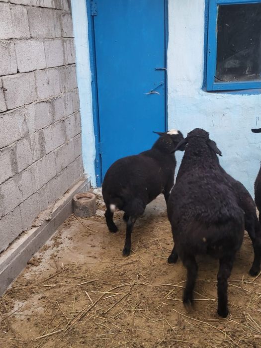 продам молодых ягнят