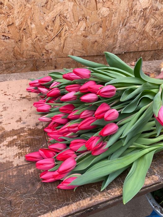 Тюьлпаны для корпаратива
