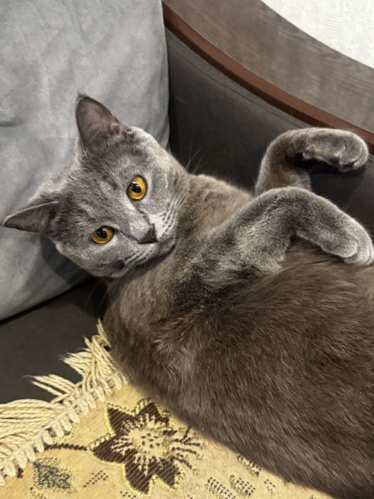 Отдам кошку в добрые руки