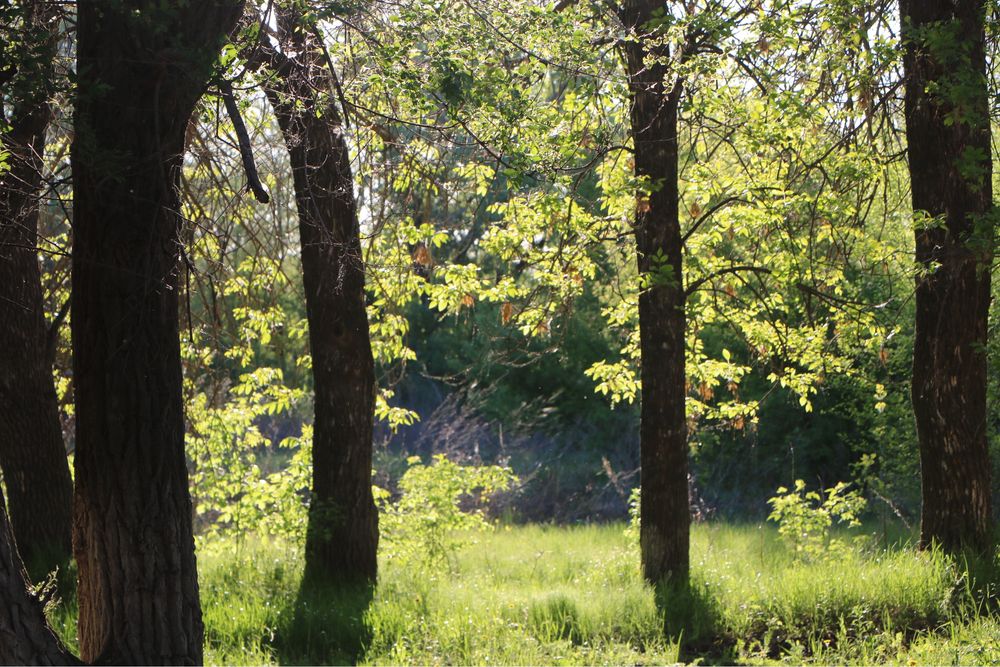 Продается камера Canon 750D (Rebel T6i)