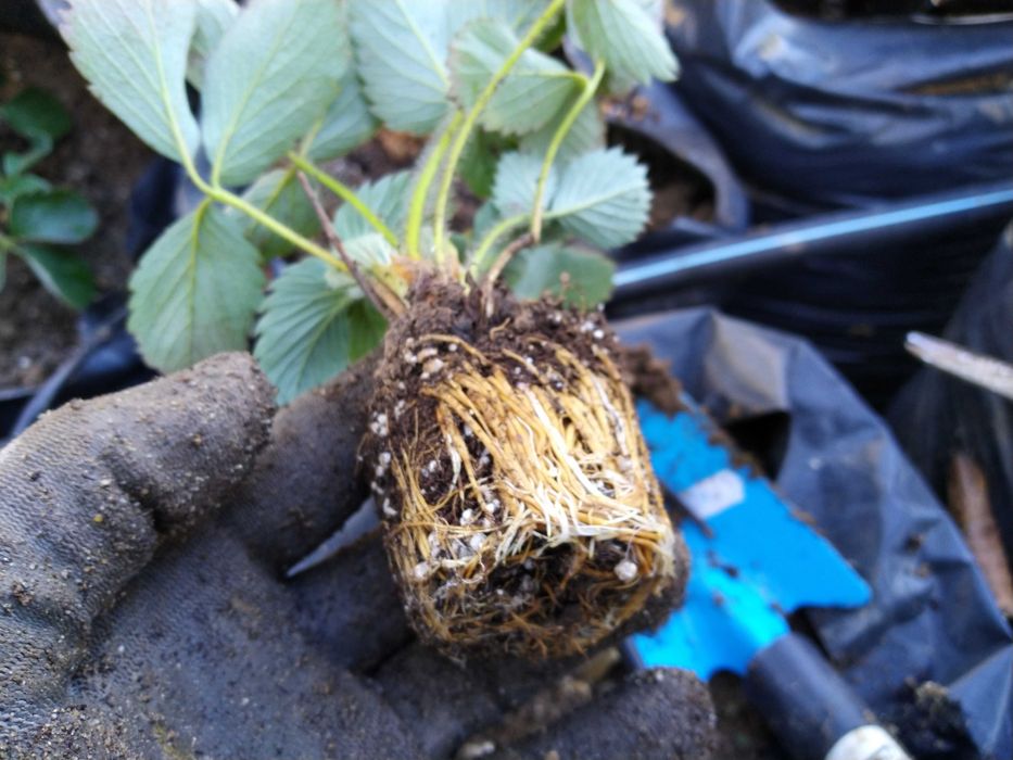 Ягоди разсад - лятна кампания