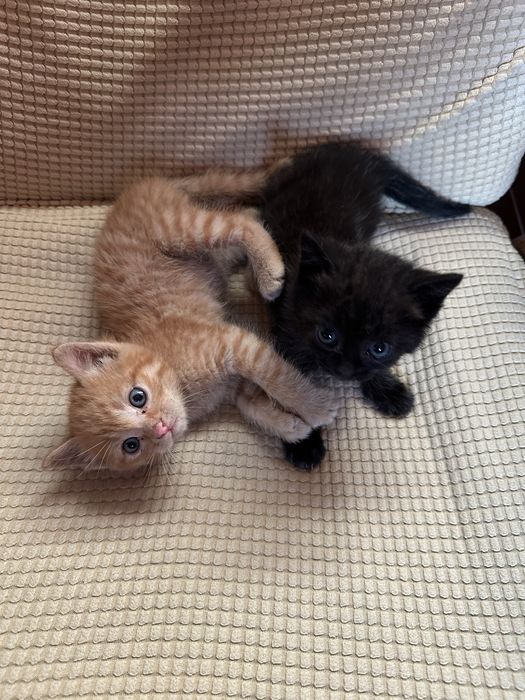 Отдам котят в добрые руки