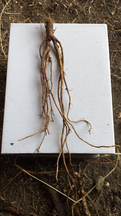 Rădăcina de schinduc