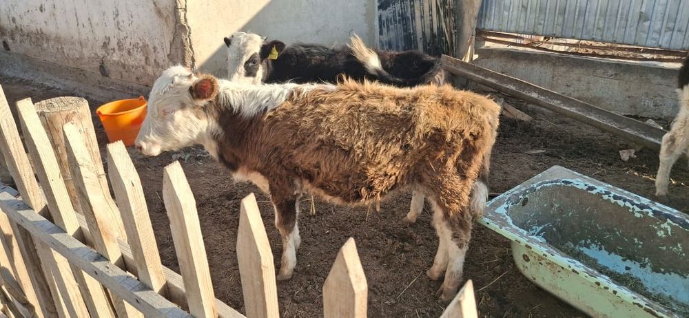 Баспақтар сатылады