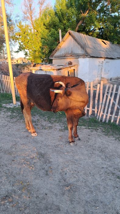 Продам Корову хорошую
