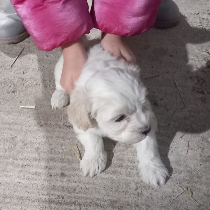 Bichoni Maltezi 1 luna si jumatate