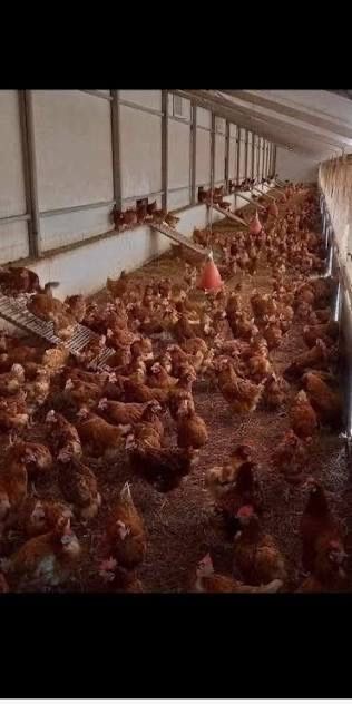 Gaini in plin ciclu de ouat