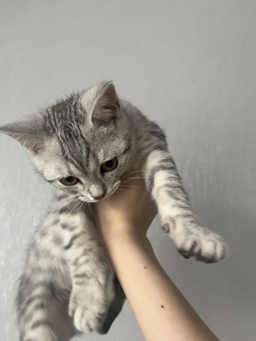 Мысық сатыладыы 3-4 айлык