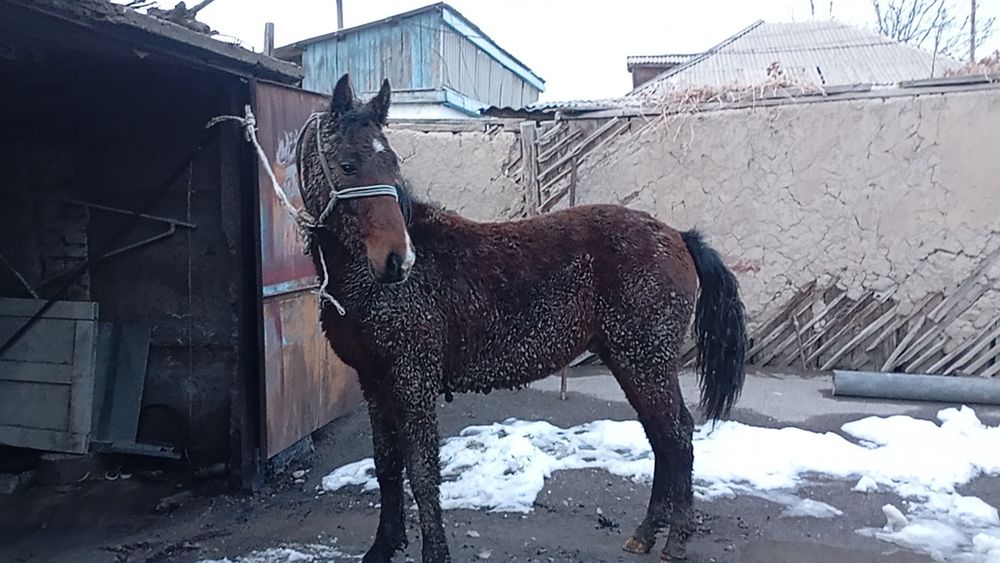 Тай сатылады откорм