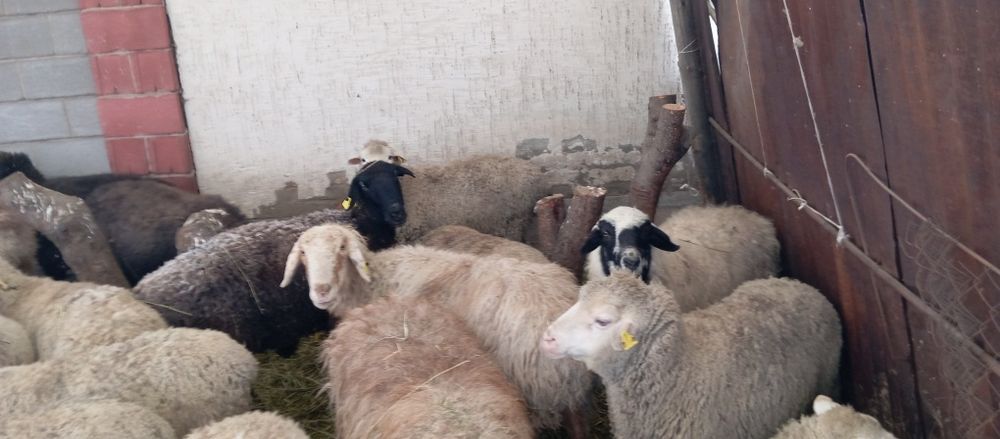 Бараны. котные. 22