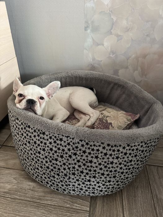 Французкий бульдог щенок